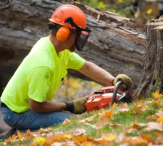 tree services Port Clinton